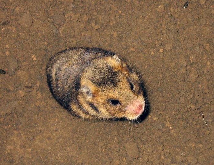 Steppenhamster Beschreibung