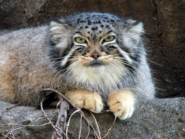 Steppe Katze Manul Foto