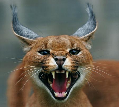 steppe katze caracal