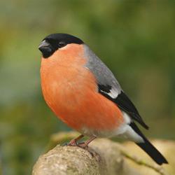 Wildlife: ein Vogel mit einer roten Brust