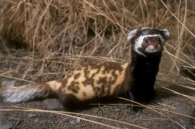 Tiere der Region Belgorod, aufgeführt im Roten Buch: Beschreibung, Foto