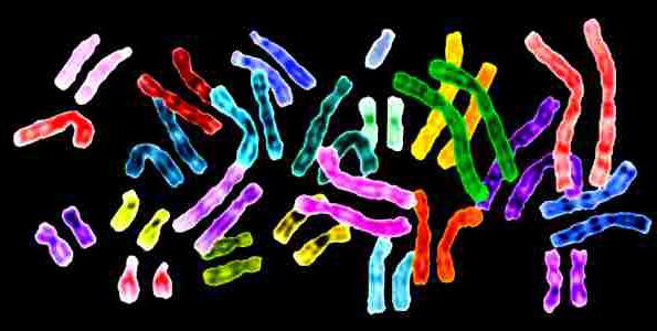 Chromosomensatz