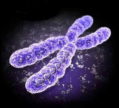 Chromosomen-Theorie von Morgan: Definition, wesentliche Bestimmungen und Merkmale