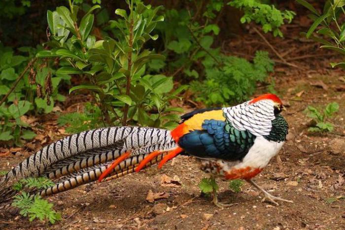 ein Vogel mit einem langen Schwanz