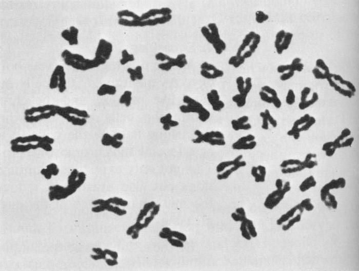 männliche Chromosomen