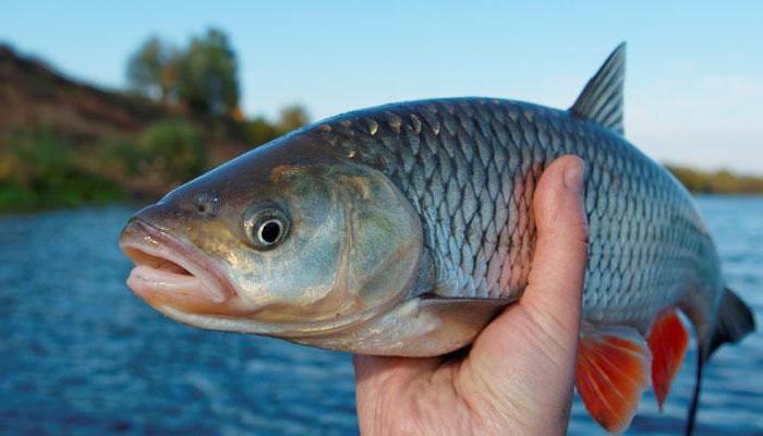 Wissenschaft von Fisch 