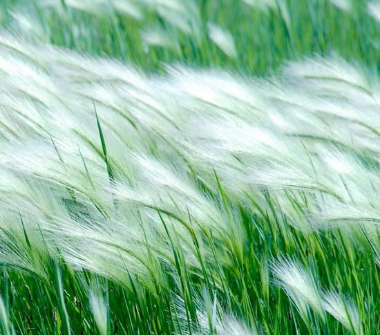 Warum wehen die Winde? Warum entsteht der Wind? Der Wert von Wind in der Natur