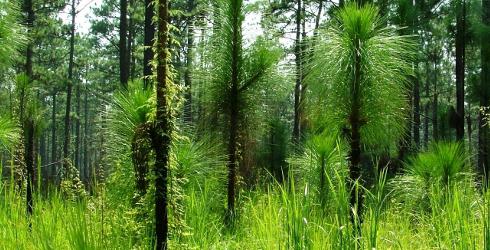 Pflanzen der Schwarzmeerküste des Kaukasus-Foto 