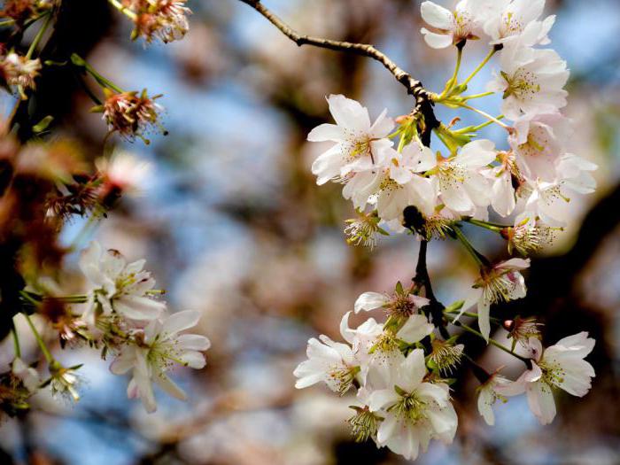 Aufsatz zum Thema Frühling kam