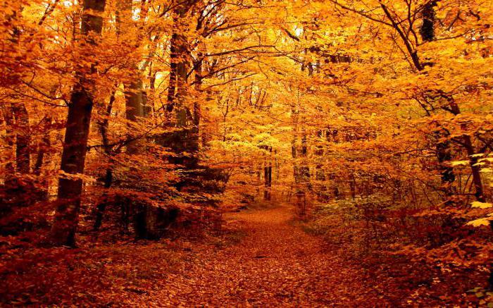 Wald im Herbst tvardovsky