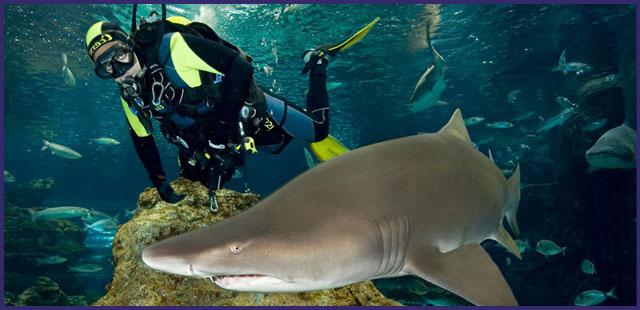 Barcelona, ​​Aquarium - ein Ausflug in die Unterwasserwelt