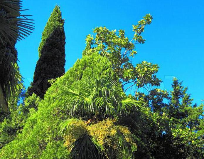 Park Arboretum Sochi Zeit der Arbeit 