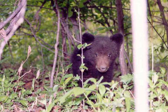 Komsomol Tiere reservieren