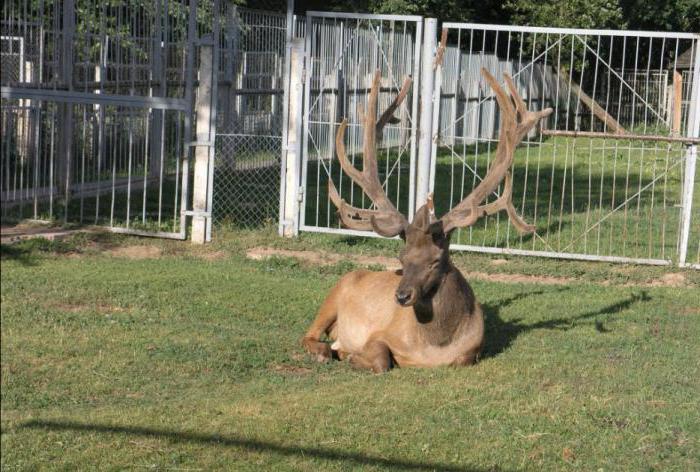 Zoo in Mogilev (Weißrussland) - eine der interessantesten Sehenswürdigkeiten der Stadt