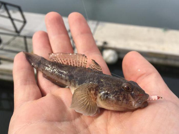 Wie kann ich einen Fisch ohne Angel fangen? Mehrere bewährte Methoden