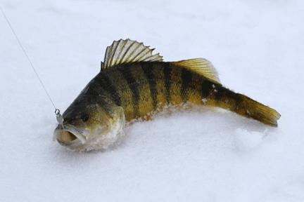 Winterfischen von Barsch