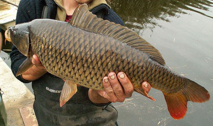 Fangkarpfen im Frühjahr auf der Zufuhr. Fangkarpfen für Boilies im Frühjahr