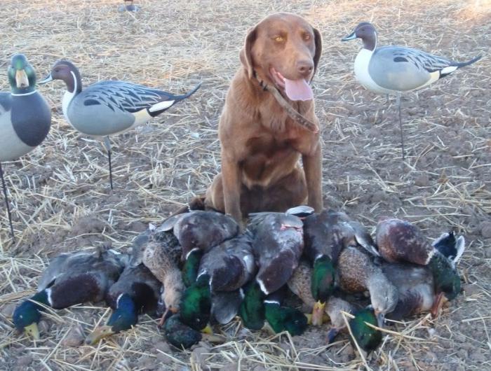 Herbstjagd auf Enten - wenn die Küken schon stark sind