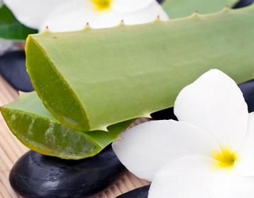 Aloe Vera nützliche Eigenschaften und Kontraindikationen