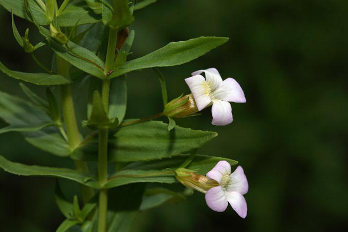 medizinischer Auran