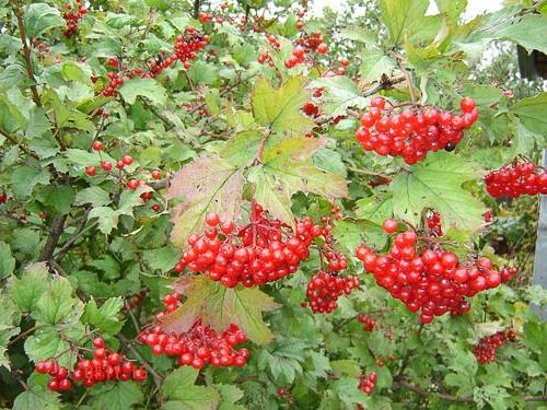 Viburnum Beere Vorteile und Schaden