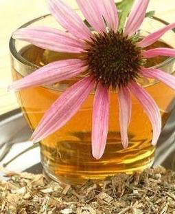 Echinacea medizinische Eigenschaften Kontraindikationen