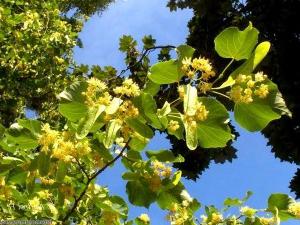 Lindenblume: medizinische Eigenschaften und Methoden der Anwendung