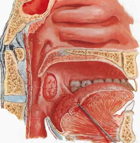 Struktur und Funktion des Pharynx