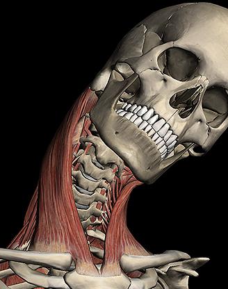 Brust-Schlüsselbein-Mastoid-Muskel: die Hauptrolle im menschlichen Körper