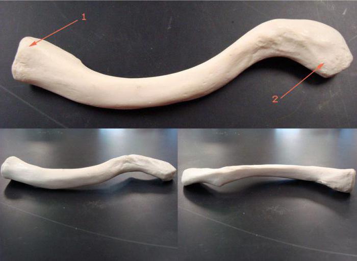 Schlüsselbein Struktur der Funktion mögliche Pathologie