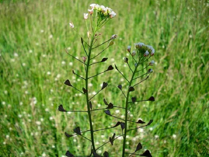 Kräuter zur Stärkung des Herzens und der Blutgefäße 