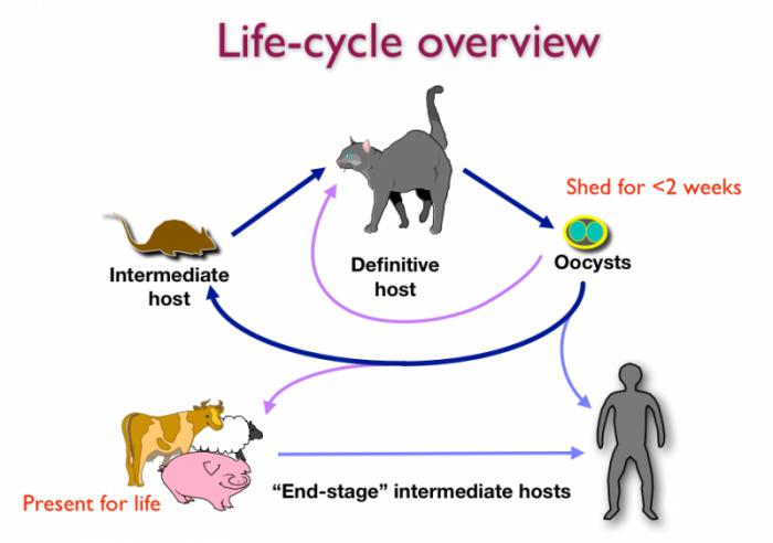 Wie wird Toxoplasmose übertragen?