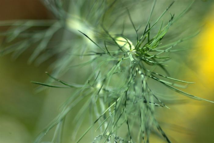 Dill - wie nützlich ist dieses Produkt?