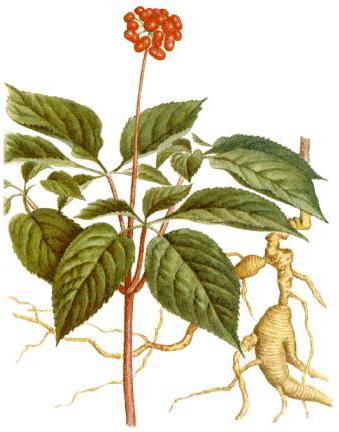 Ginseng medizinische Eigenschaften und Kontraindikationen