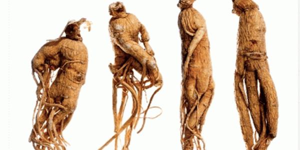 Ginseng Kontraindikationen für den Einsatz