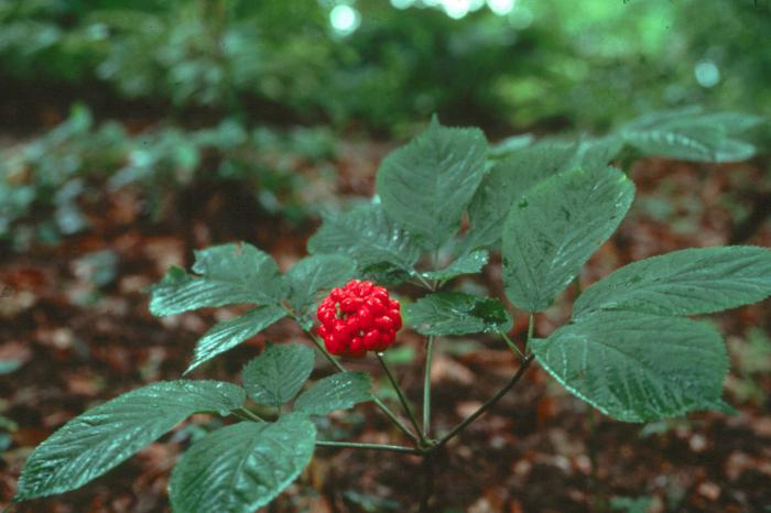 Ginseng nützliche Eigenschaften für Frauen